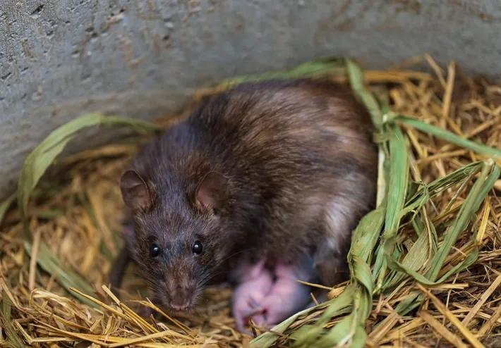 RATS Rats in the garden - Anticimex